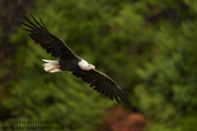 HAWKS, EAGLES, OSPREY